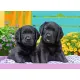 Ravensburger puzzel 300 stukjes 9 + Zwarte Labradors